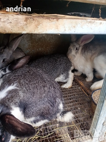 продавам  домашни зайци за клане