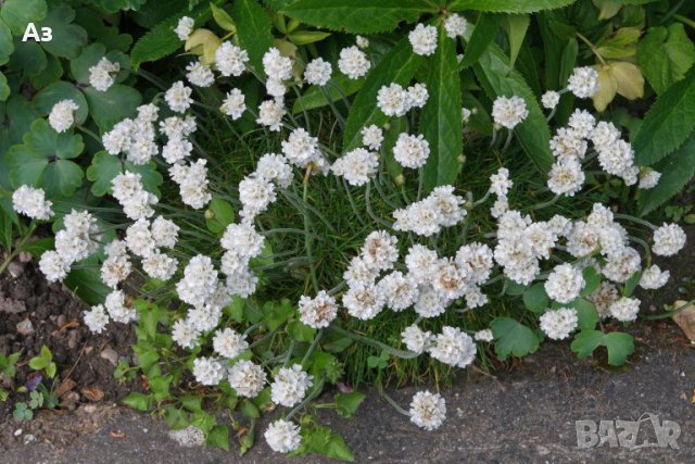 Семена на трева Армерия Алба Бяла - реколта 2025 г., снимка 5 - Разсади - 37323351