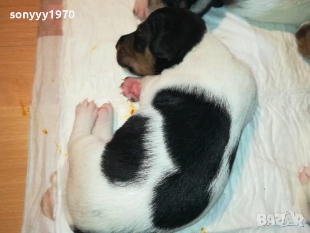 ДЖАК РЪСЕЛ БЕБЕТА-УНИКАЛНИ СЛАДУРИ 2908251855, снимка 8 - Джак ръсел териер - 51536957