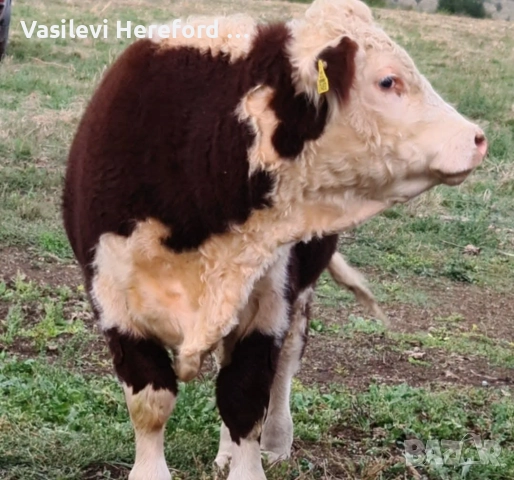 Елитни бикове Херефорд , снимка 3 - Крави - 52813805