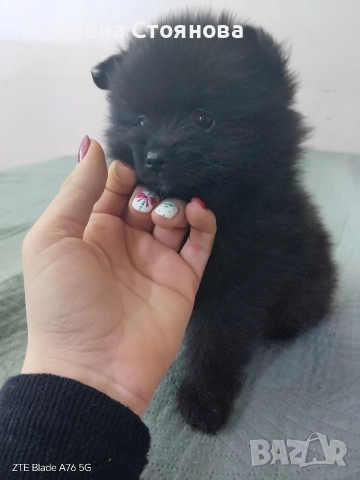 Малки померани , снимка 9 - Померан - 52617952