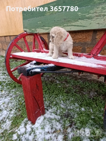 Американски кокер шпанол, снимка 3 - Кокер шпаньол - 52895644