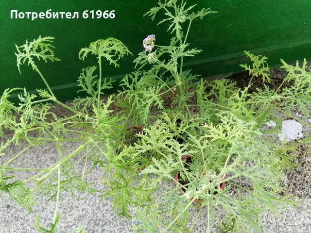 Холандско и българско индришета! , снимка 4 - Градински цветя и растения - 30564840