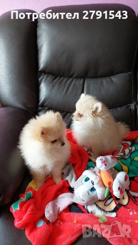 померан померанче , снимка 5 - Померан - 52673911