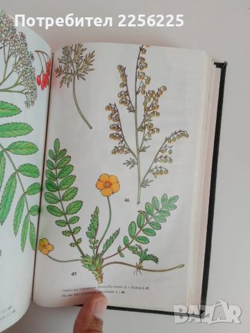 Билки и билкосъбиране, снимка 7 - Специализирана литература - 51113690