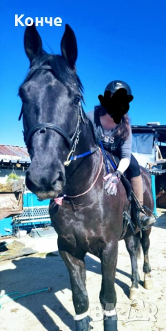 Продавам дунавски кастрат , снимка 2 - Коне - 53742277