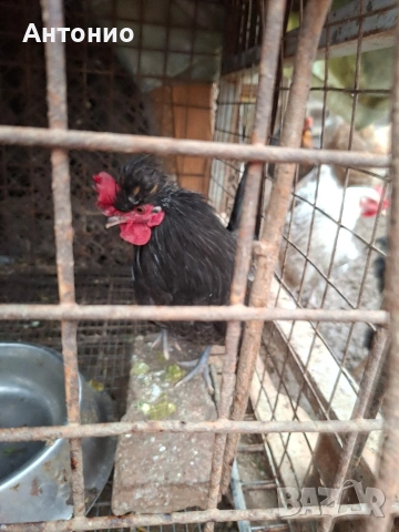 Джинки 18 броя , снимка 2 - други­ - 53283705