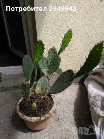 Саксии с незамръзващ кактус  , снимка 5 - Стайни растения - 41240742