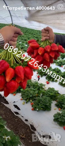 Разсад ягоди. .И .малини., снимка 2 - Разсади - 44720432