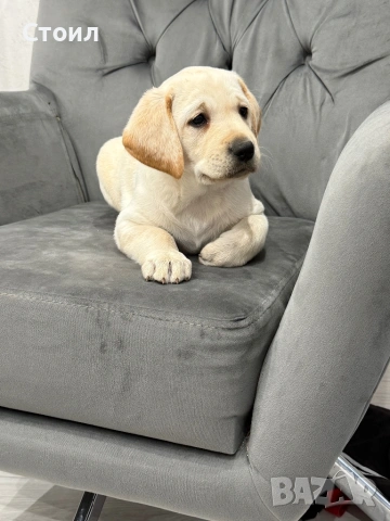 Чистокръвни Лабрадор Ретривар:, снимка 3 - Лабрадор ретривър - 53566617