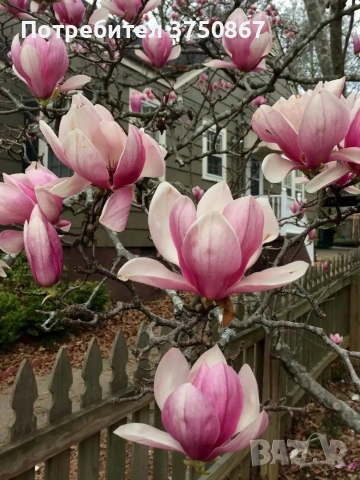 🩷🌿🌸 Магнолия Soulangeana (Magnolia × soulangeana), снимка 4 - Градински цветя и растения - 53822824