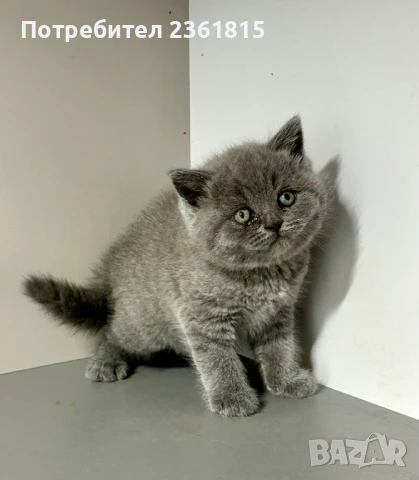 Чистокръвно мъжко синьо британче, снимка 15 - Британска късокосместа - 51088371