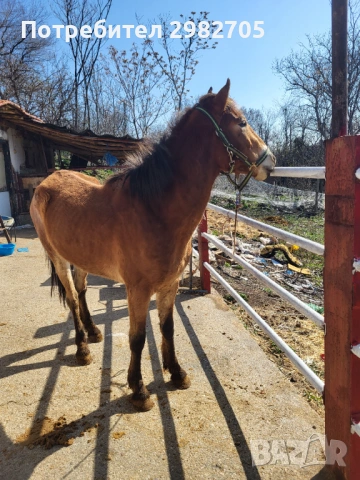 Продажба на кон 2 г, снимка 4 - Коне - 53844214