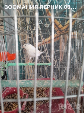 мъжко канарче, снимка 1