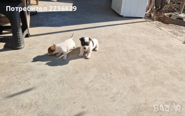 Джак-Ръсел Териер , снимка 7 - Джак ръсел териер - 53756570
