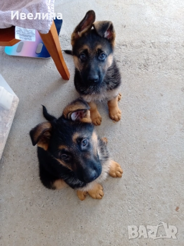 Немски овчарки