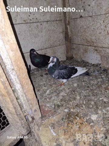 Гълъби на въртене всичко 50 лв