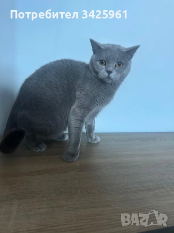 Британска късокосместа, снимка 4 - Търси партньор - 53570384