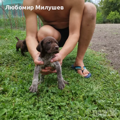 Курцхарчетаостанаха две женски, снимка 8 - Курцхаар - 56061474