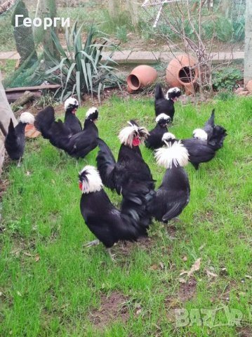 Продавам яйца от холандки , снимка 3 - други­ - 29769694