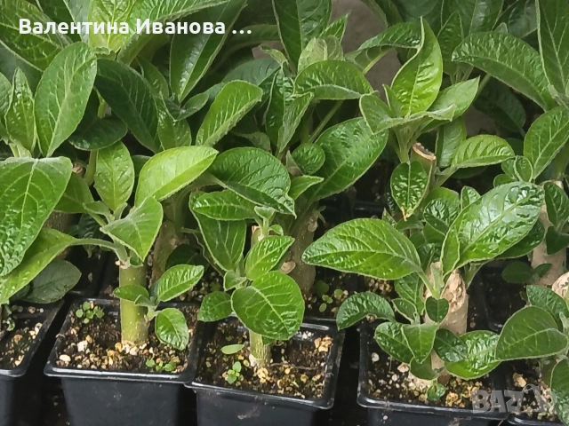 комплект 3 бр ангелски тромпет , снимка 11 - Стайни растения - 52983131