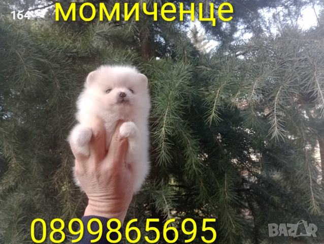 Бели мъжки и женски Померани.  Реални снимки от 02.01.26 г. , снимка 9 - Померан - 52932932