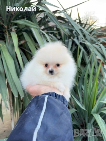 Померан мини момиче със втора ваксина, снимка 4 - Померан - 52931005