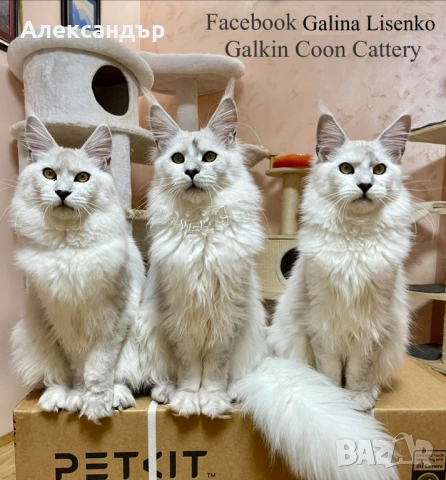 Котенца Мейн Куун с родословие