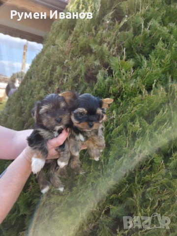 Съкровища малки, снимка 9 - Йоркширски териер - 53864715