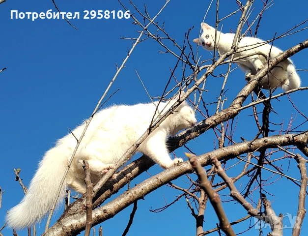 бяло мъжко коте, сини очи, 6 мес., снимка 11 - Британска късокосместа - 53197414