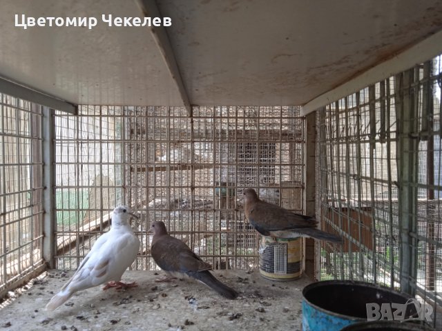 Сенегалски гургулици-1 мъжки