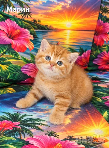 Мъжки шотландски котки
