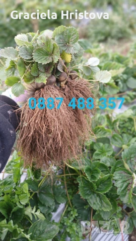 Продавам разсад ягоди , снимка 10 - Градински цветя и растения - 53679981