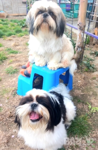 малки кученца порода Ши тцу , снимка 6 - Ши Тцу - 52564552