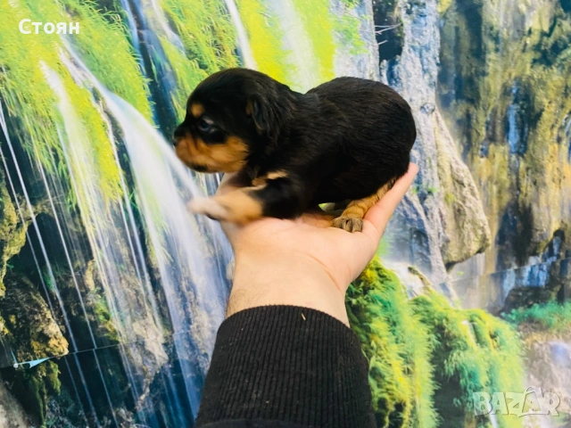 Продавам мини пинчери , снимка 3 - Пинчер - 53314945