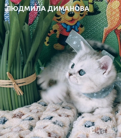 Шотландско мъжко Скоттиш Страйт. , снимка 9 - Британска късокосместа - 53737992