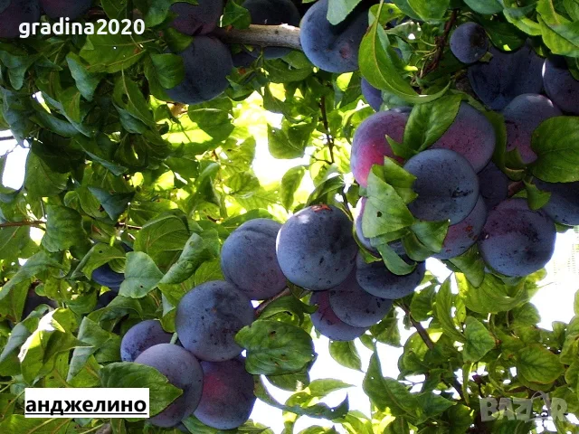 Слива - Анджелино, снимка 2 - Разсади - 56262250