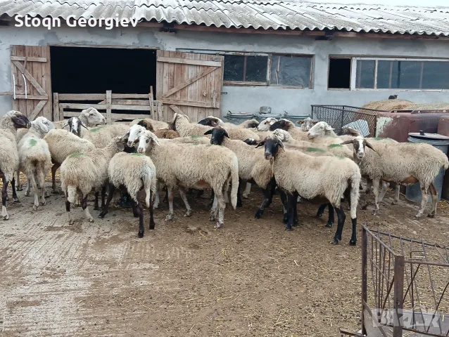 Продавам овце 25 бр