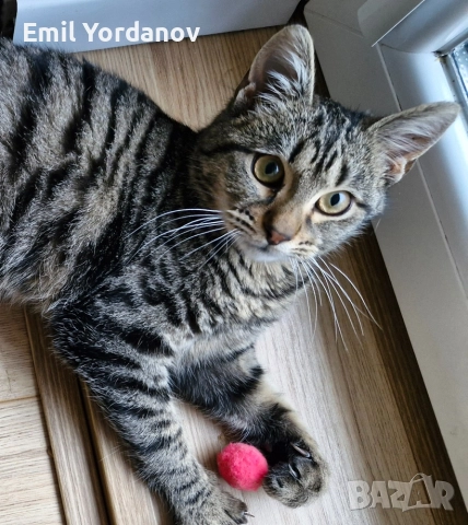 СПЕШНО! Мъжко котенце на около 5 месеца, снимка 8 - Други - 52695271