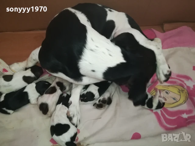 ДЖАК РЪСЕЛ БЕБЕТА-РОДЕНИ 11.08.25г 1208250705, снимка 11 - Джак ръсел териер - 51335235