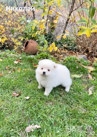 Померан момиче със втора ваксина. Померанче, снимка 4 - Померан - 52633593