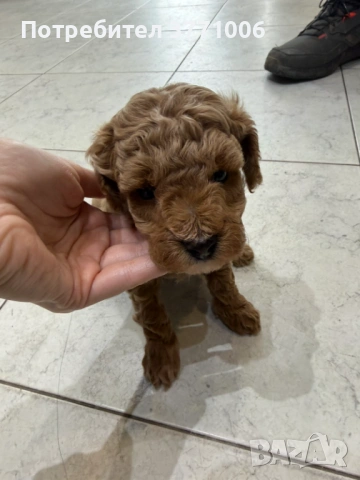 Пудел той, снимка 7 - Пудели - 53498812