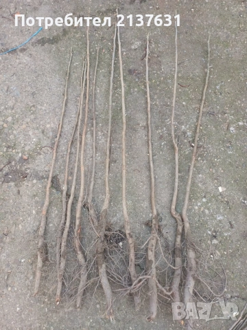 ДРЪВЧЕТАТА за засаждане : орех Пекан , боровинка ,КАЙСИЯ , ПРАСКОВА, КИВИ , МУШМУЛА и др, снимка 4 - Разсади - 40146781