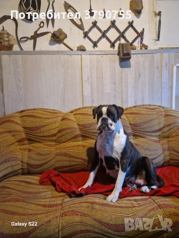 Боксер , снимка 14 - Боксер - 53012002