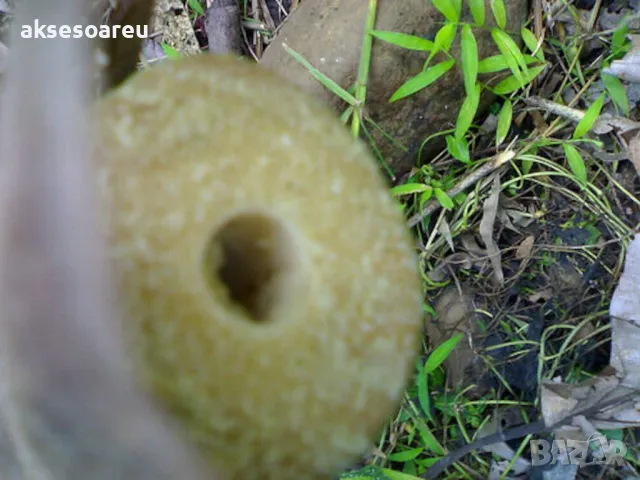 100 качествени Семена от градински горски гигантски бамбук Moso Bambo декоративни растения за дома, снимка 5 - Сортови семена и луковици - 50334620