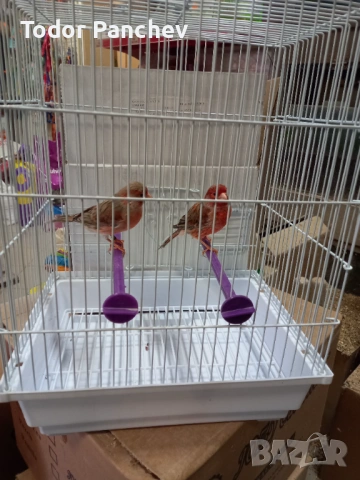 Канари, снимка 11 - Канари - 53841838