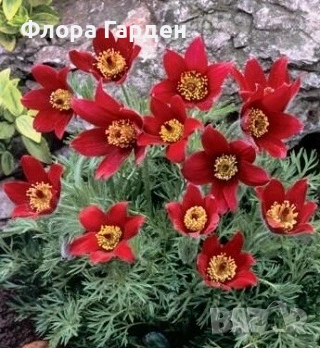 МНОГОГОДИШНИ ЦВЕТЯ - Коренища