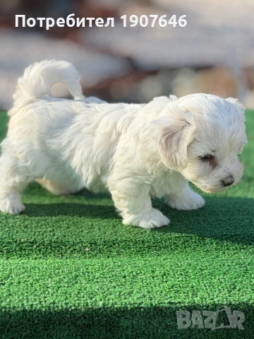 Малтийска булонка, снимка 5 - Болонка - 53531034