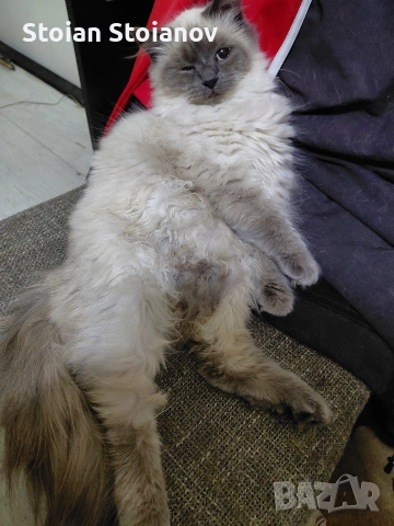 Продавам Регдол котенца ( Regdoll )