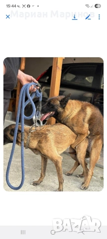 Белгийска овчарка- Малиноа, снимка 5 - Белгийска овчарка - 53195565